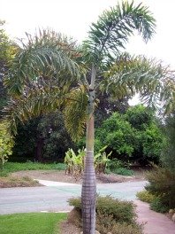 Growing Foxtail Palm Trees, Caring for Foxtail Palms, Wodyetia